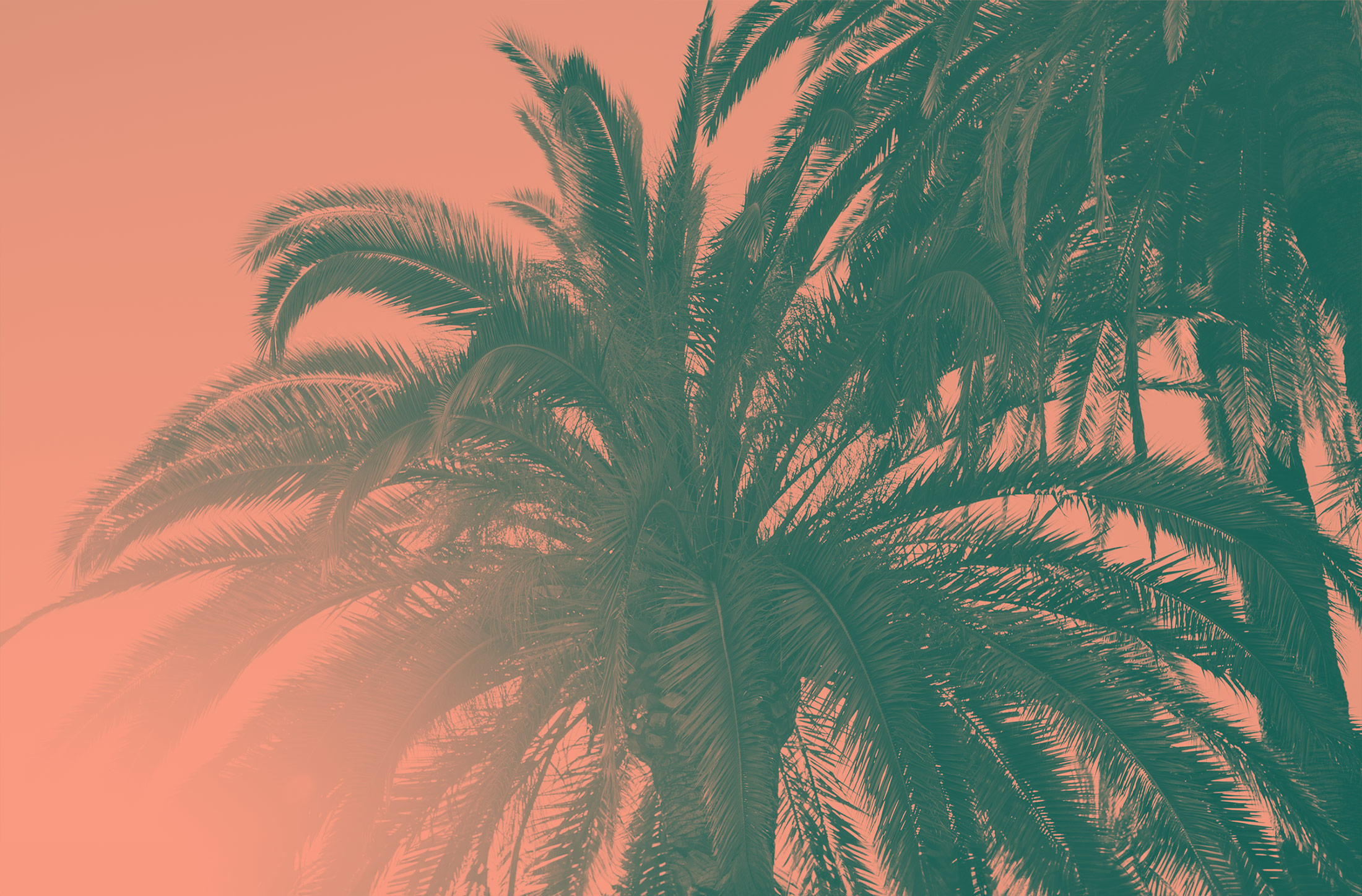 palm trees with sunlight coming through colorized coral and teal